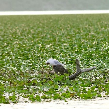 Apartman Skadarsko Jezero Bay Vranjina Esterno foto