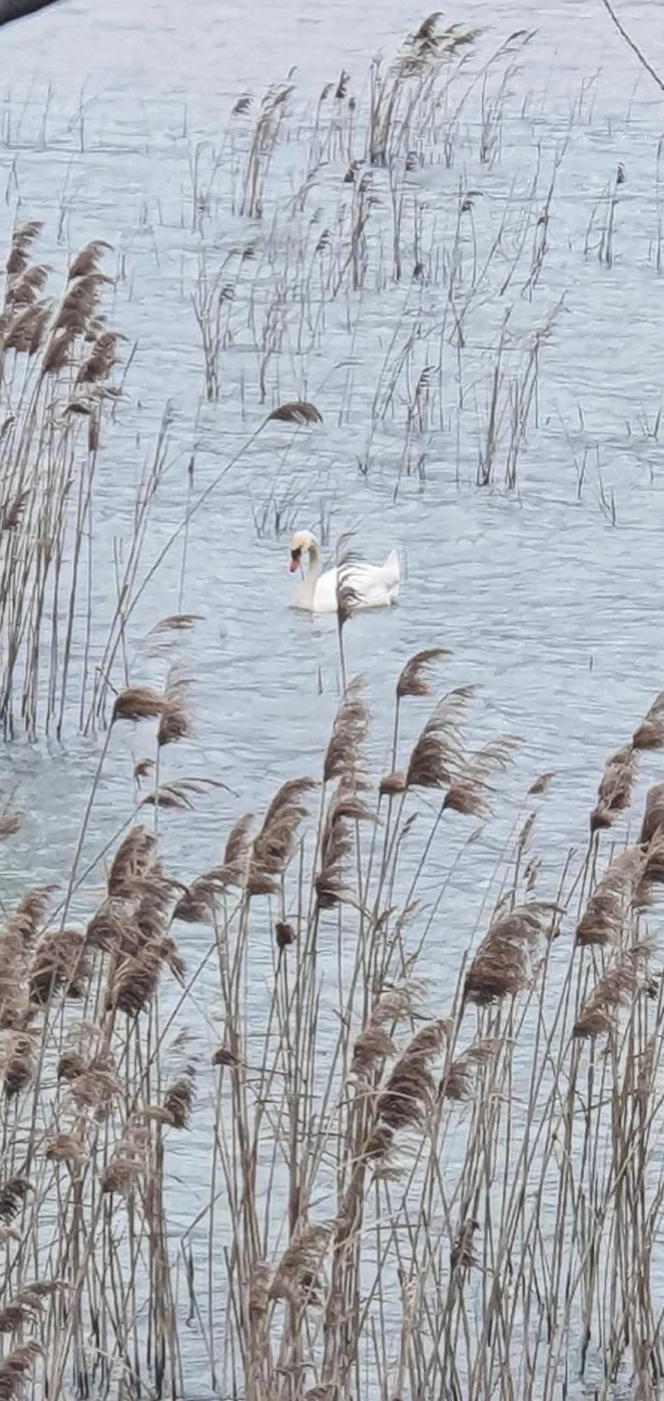 Apartman Skadarsko Jezero Bay Vranjina Esterno foto